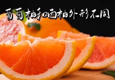 葡萄柚和西柚的区别有哪些？两者的不同之处有这几个