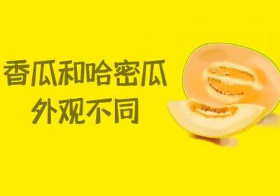 香瓜与哈密瓜的区别 香瓜与哈密瓜有什么不同