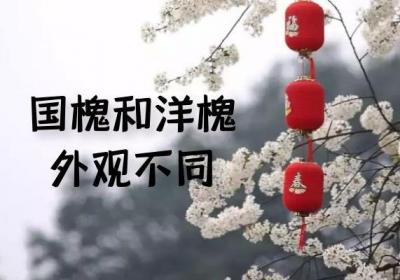 国槐与洋槐的区别有哪些？