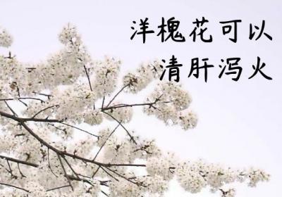 洋槐花的功效与作用及禁忌有哪些？