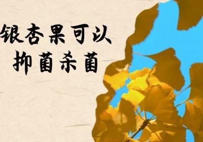 银杏果的功效与作用有哪些？