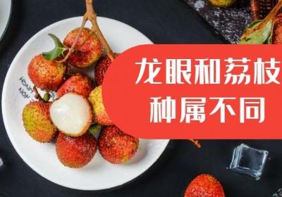 龙眼和荔枝的区别是什么？从哪些方面可以区分？
