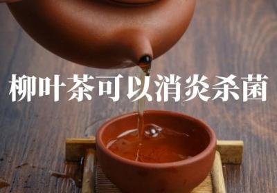 饮用柳叶茶的功效与作用及禁忌分别是什么？