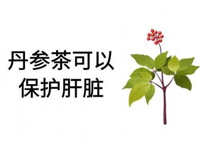 饮用丹参茶的功效与作用及禁忌分别是什么？