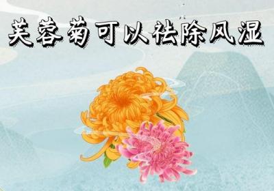 关于芙蓉菊的功效和作用，你了解多少？