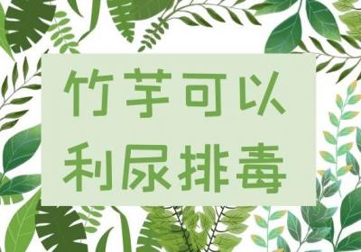 食用竹芋的功效与作用及禁忌分别是什么？