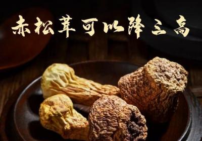 关于赤松茸的功效与作用及食用禁忌你了解多少？