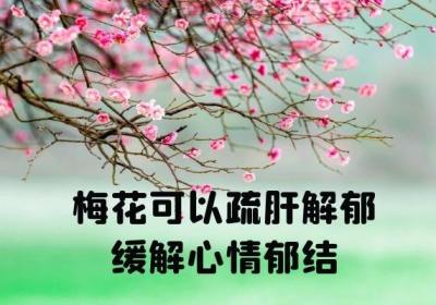 梅花的功效与作用有哪些？