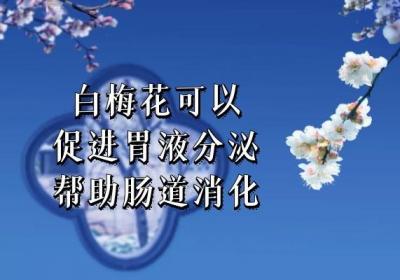 白梅花的功效与作用有哪些？