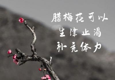 关于腊梅花的功效与作用，你知道多少？
