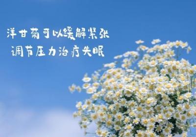 洋甘菊的功效与作用及禁忌有哪些？