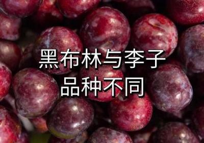 黑布林与李子的区别有哪些？