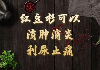 红豆杉的功效与作用是什么？这五种功效很厉害