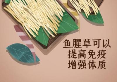 食用鱼腥草的功效与作用及禁忌有哪些？