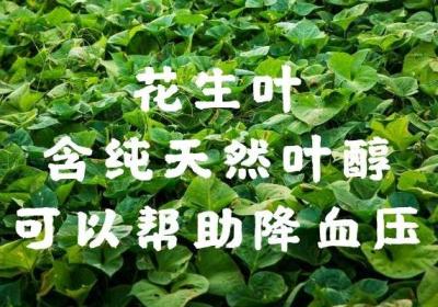 花生叶有药用价值？花生叶的功效与作用及禁忌是什么？