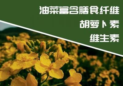 油菜有哪些营养价值？其功效与作用是什么？