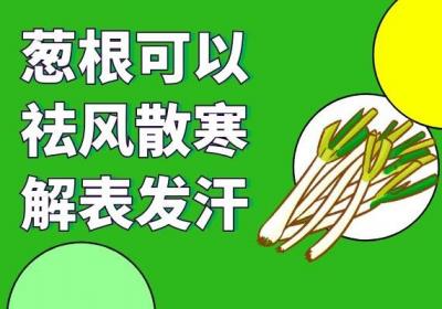 服用葱根煮水的功效与禁忌分别是什么？