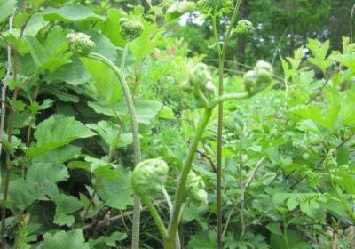 蕨菜有哪些功效与作用？蕨菜会致癌是真的吗？