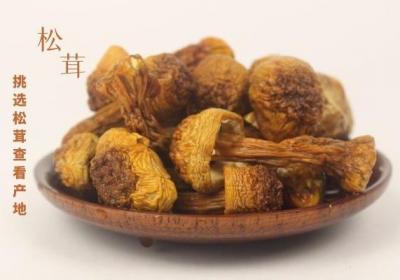 ​松茸珍贵，价格也不菲，怎么挑选松茸一定要学会
