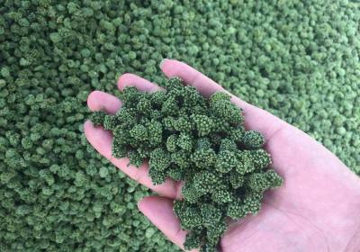 三七花的禁忌有哪些？这4种人不能吃三七花
