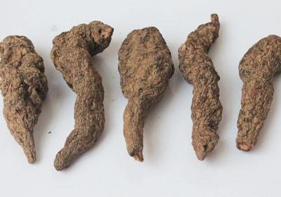 生地的功效有哪些？生地可以提高免疫力吗?