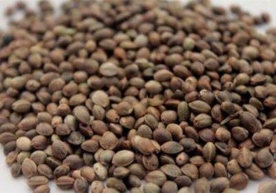 火麻仁的副作用？火麻仁虽好，但不可过量