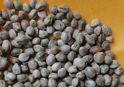 火麻仁泡水喝的作用有哪些？这几大功效值得了解
