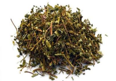 常见的珍珠草的功效与作用及食用方法是什么呢？