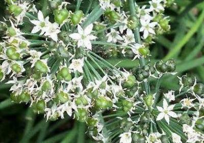 韭菜籽能吃吗，以及韭菜籽可以壮阳吗？