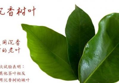 你喝过沉香叶茶吗？知道沉香叶茶的功效与作用是什么吗？