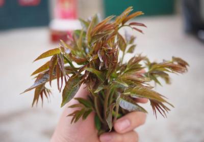 香椿虽好，但是不适合所有人