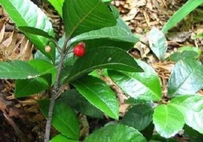 矮地茶有哪些功效作用及注意事项
