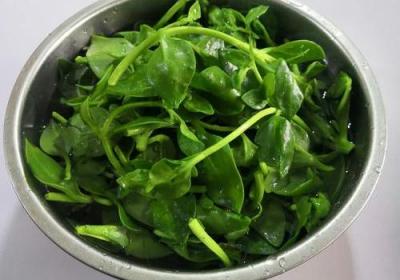 凉拌穿心莲的食疗制作方法
