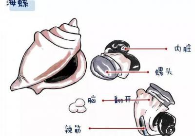 海螺的哪些部位不能食用