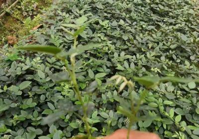 山豆根有哪些功效与作用及注意事项