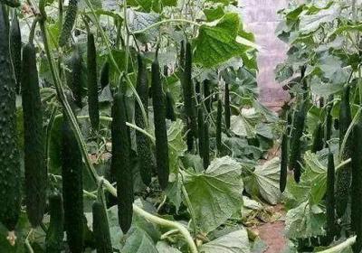 黄瓜有哪些功效作用及注意事项