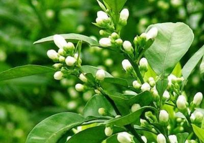 代代花有哪些功效作用及禁忌呢