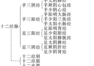 十二经脉