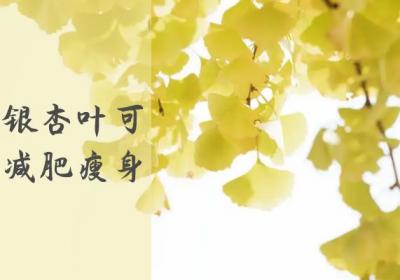 银杏树叶的功效与作用及禁忌有哪些？