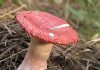 毒蘑菇中毒事件时有发生，那么还有可食用蘑菇吗？