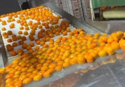 理性对待沃柑“泡药”事件