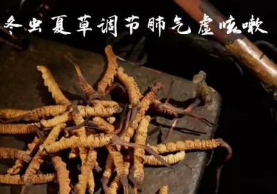 可用于调节肺气虚咳嗽的中药有哪些？这五种中药的调理效果好！
