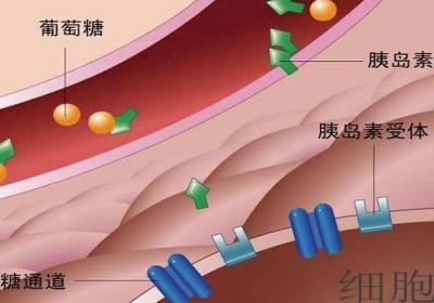 胰岛素多高才会得糖尿病呢